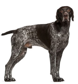 braco alemán de pelo corto