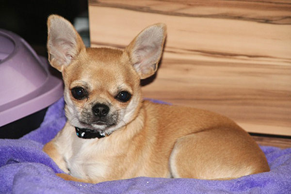 tipos de chihuahueños