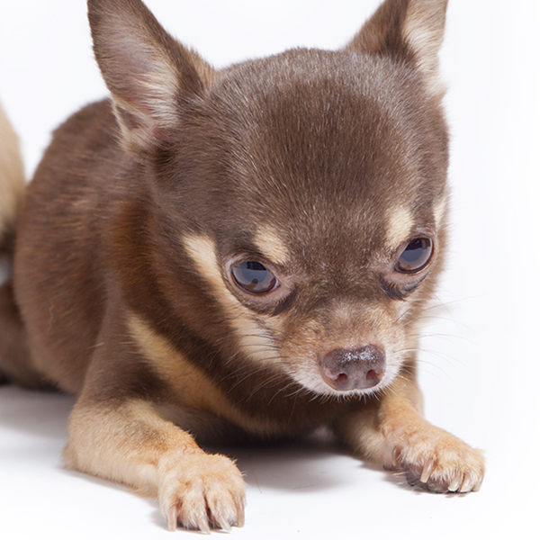 tipos de chihuahuas