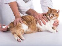 como se toma la temperatura a un gato