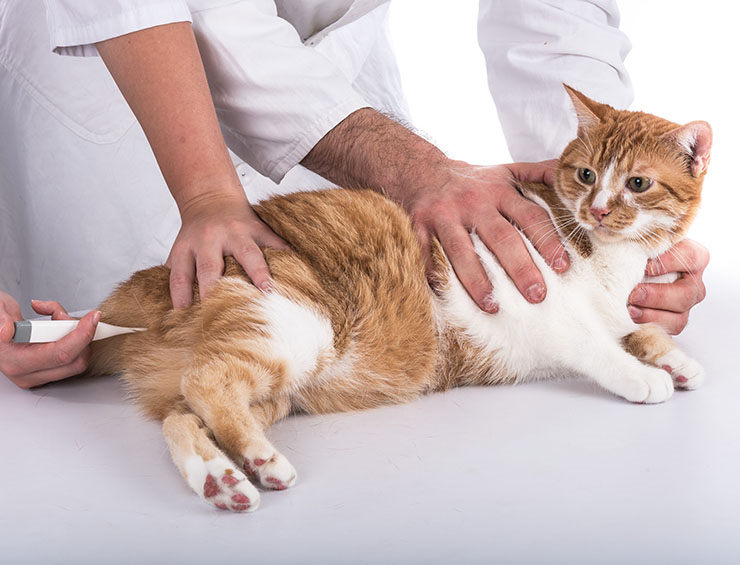 como se toma la temperatura a un gato