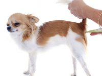 como tomar la temperatura a un perro