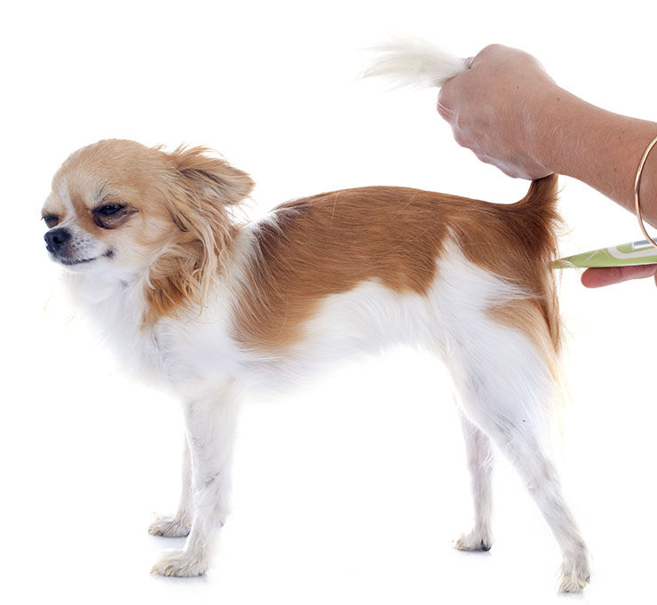 Mansedumbre Terraplén El extraño Cómo tomar la TEMPERATURA a un Perro ¡fácil!