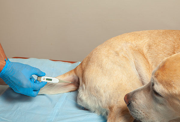 como tomar la temperatura a un perro