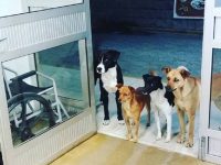 cuatro perros esperan puerta del hospital hombre sin hogar