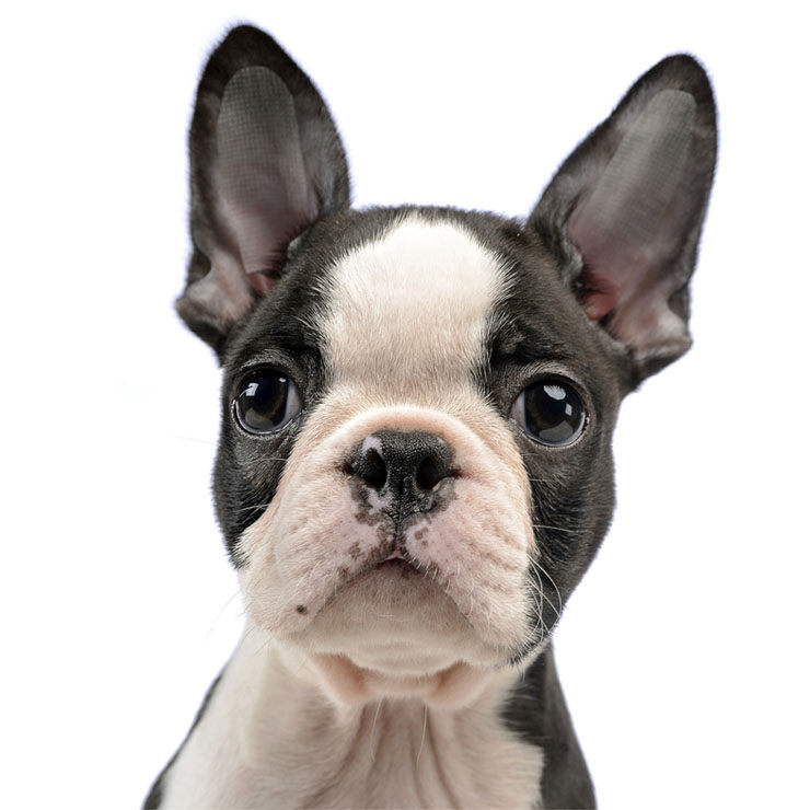 bulldog frances y boston terrier