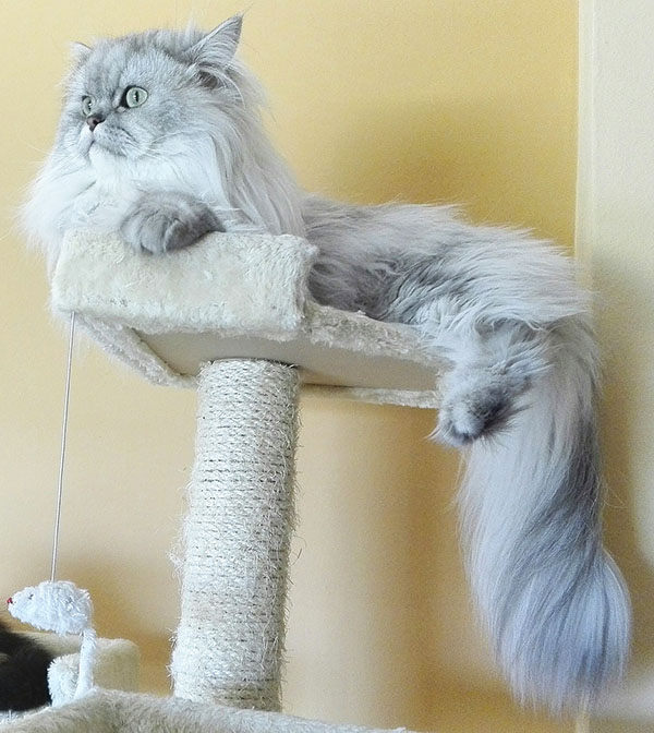 rascador para persas