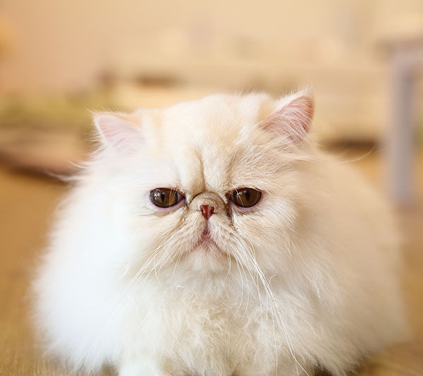 tipos de gatos persa