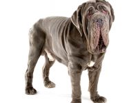 perro mastin napolitano