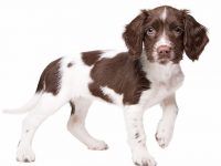 perro perdiguero de drente