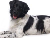 stabij raza de perro