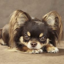 Chihuahua de pelo largo