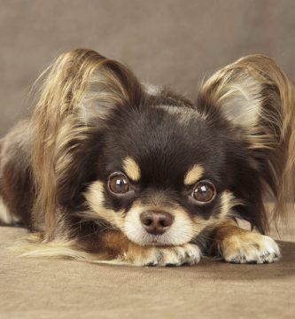 chihuahua de pelo largo