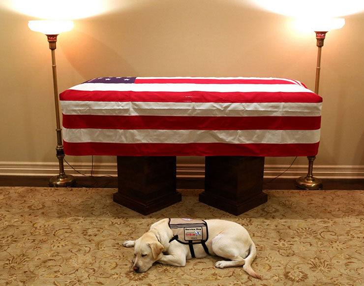 perro de george bush muerto junto ataud