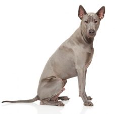 Ridgeback Tailandés (perro crestado tailandés)