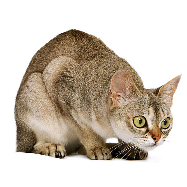 Gato Singapura Miniatura Todo Sobre Esta Raza De Gatos Gato Singapura Miniatura Todo Sobre Esta Raza De Gatos