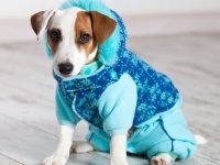 cual es la temperatura normal de un perro