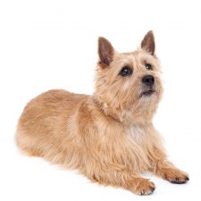 Terrier de Norwich