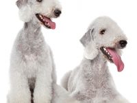 bedlington terrier