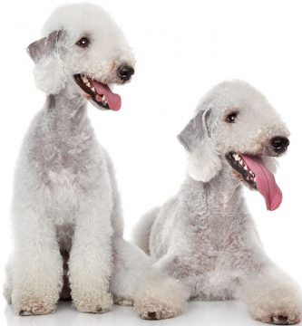 bedlington terrier