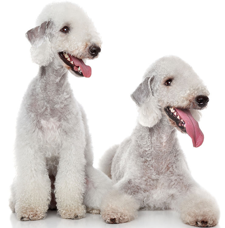 bedlington terrier