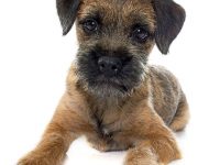 border terrier