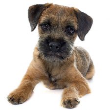 Border Terrier