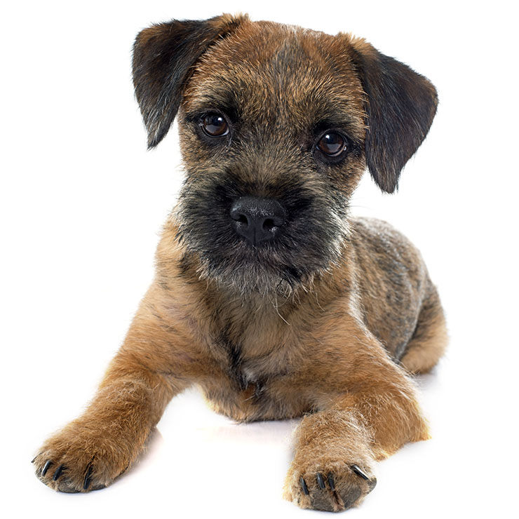 border terrier