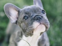 bulldog francés gris