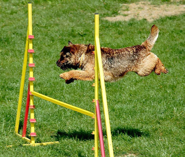 perro border terrier corriendo