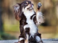 enseñar a un perro a dar la pata