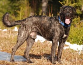Perro Majorero (Bardino canario)