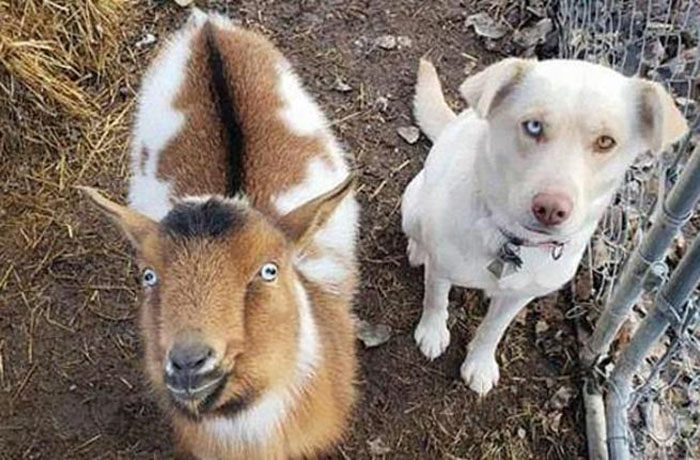 perro perdido vuelve a casa con una cabra