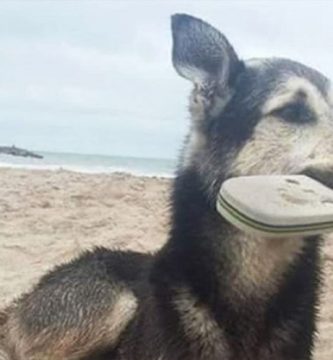 roba ojotas perro