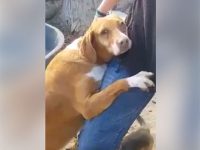 video perro se agarra a pierna de periodista para ser adoptado