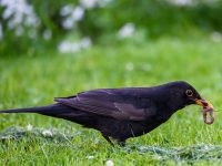 qué comen los mirlos