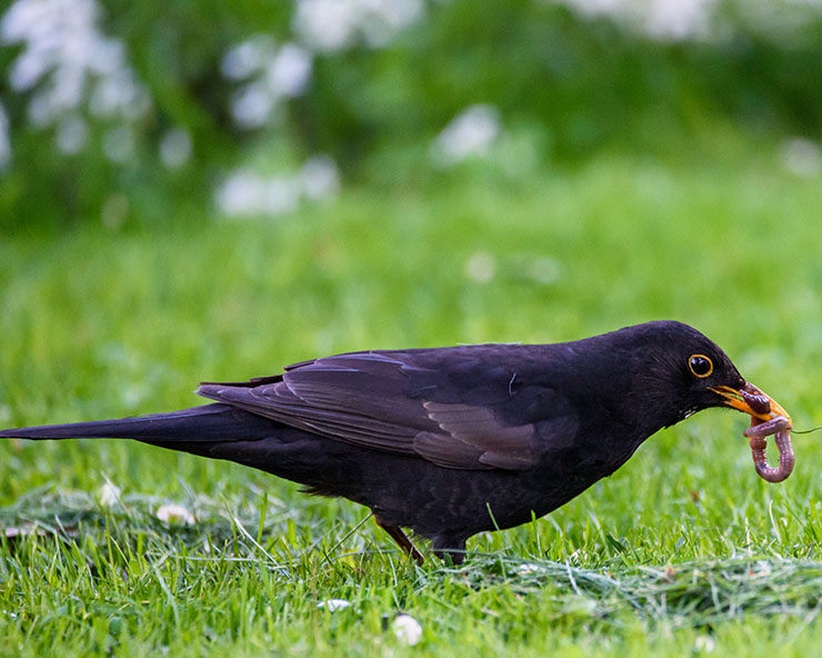 qué comen los mirlos