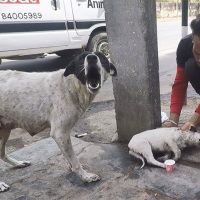 perra pide ayuda para su cachorro herido