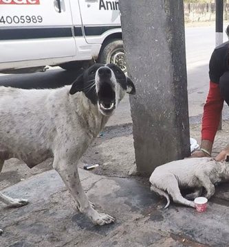 perra pide ayuda para su cachorro herido