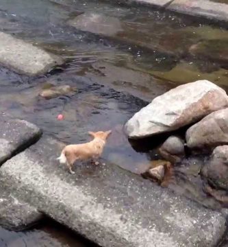 perro jugando solo a la pelota