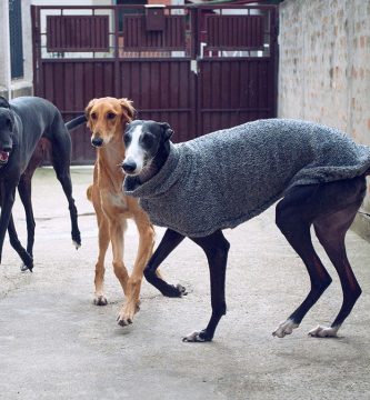 tipos de galgo