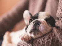 como tranquilizar a un perro