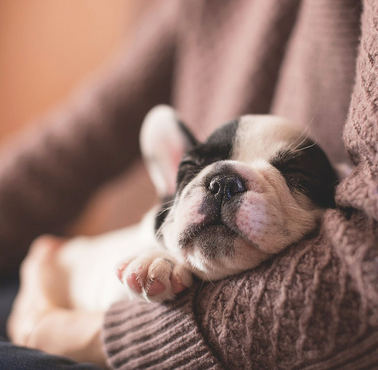 como tranquilizar a un perro