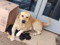 perro espera a su dueño muerto en un hospital