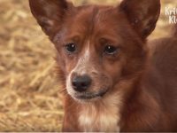 perro llora por la vaca que lo crio