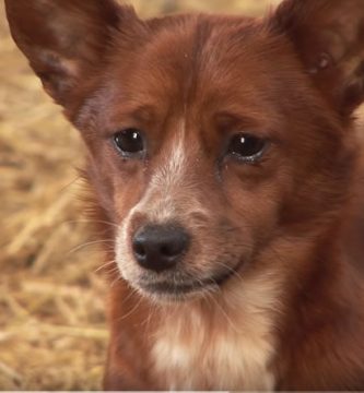 perro llora por la vaca que lo crio
