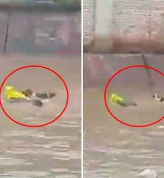 perro salva a su dueño borracho de ahogarse video