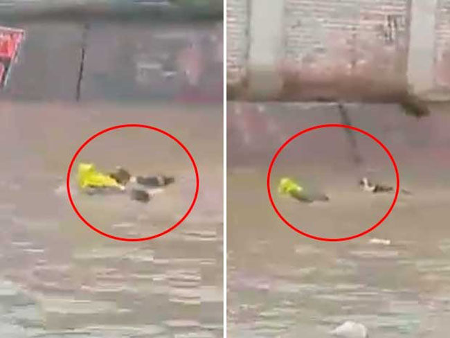 perro salva a su dueño borracho de ahogarse video