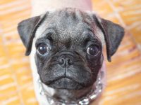 venden perro por ebay por deudas