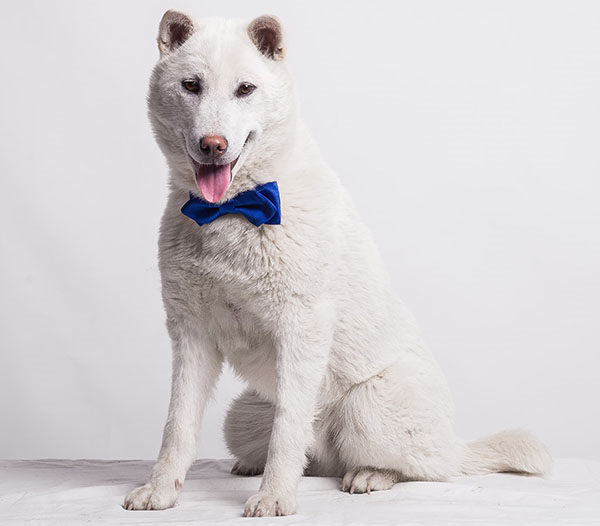 Kishu